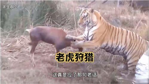 王老虎被爆料了吗视频,揭秘背后真相